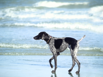 The Best Dog Walks in Bude